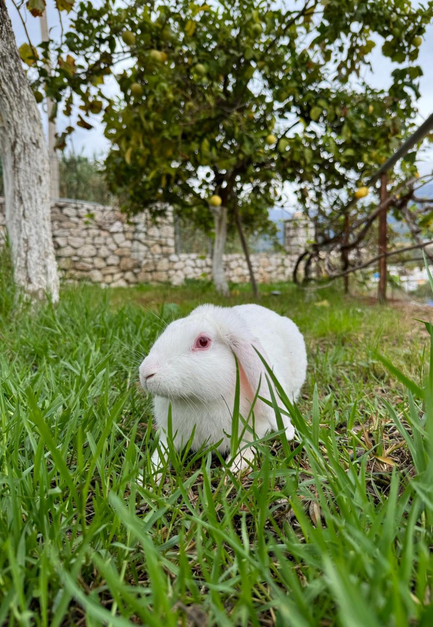 Villa Bodini Himare Bagian luar foto