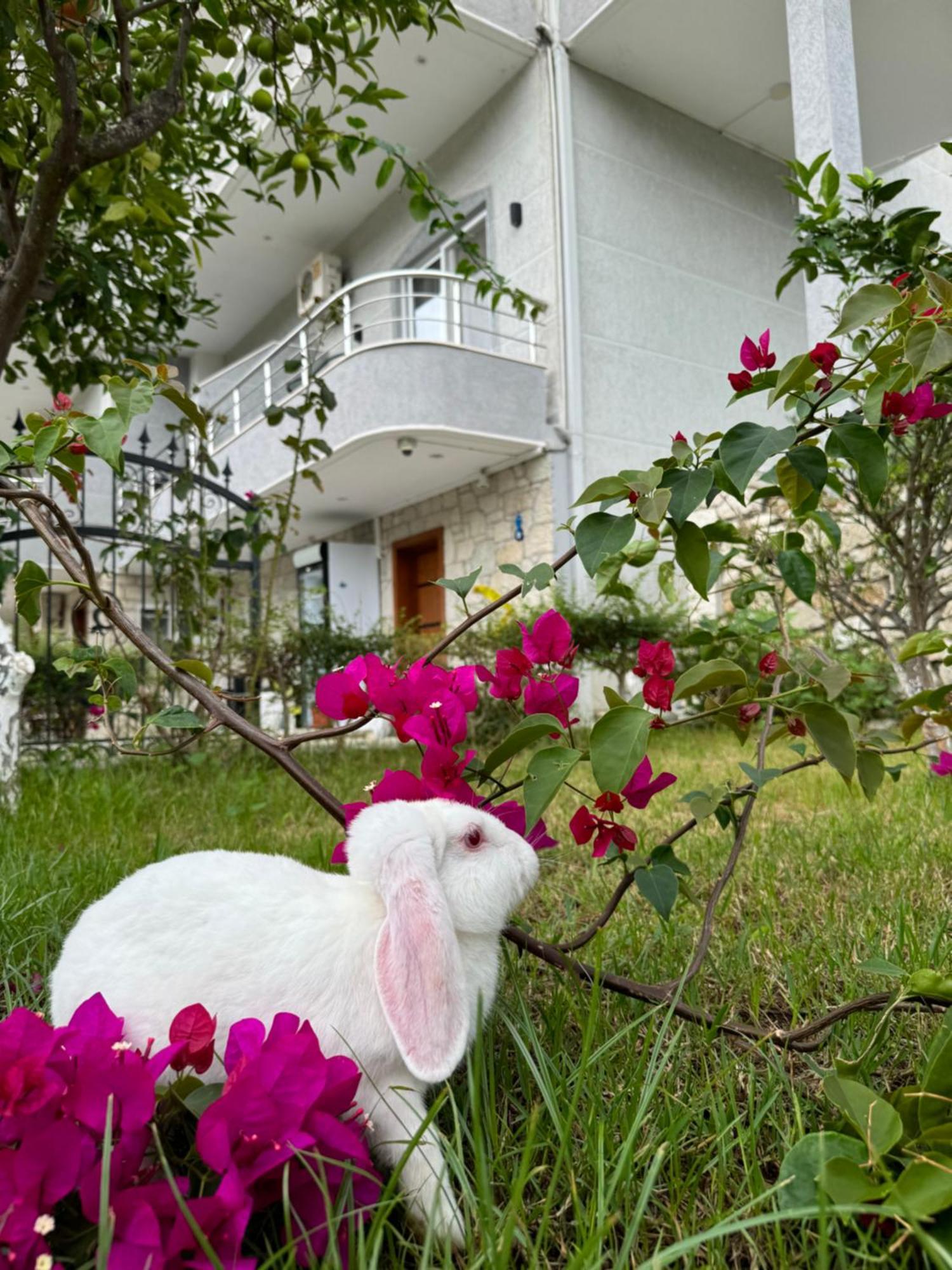 Villa Bodini Himare Bagian luar foto